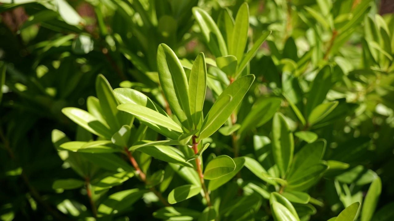 Get It Growing: Florida Sunshine anise is latest Louisiana Super Plant